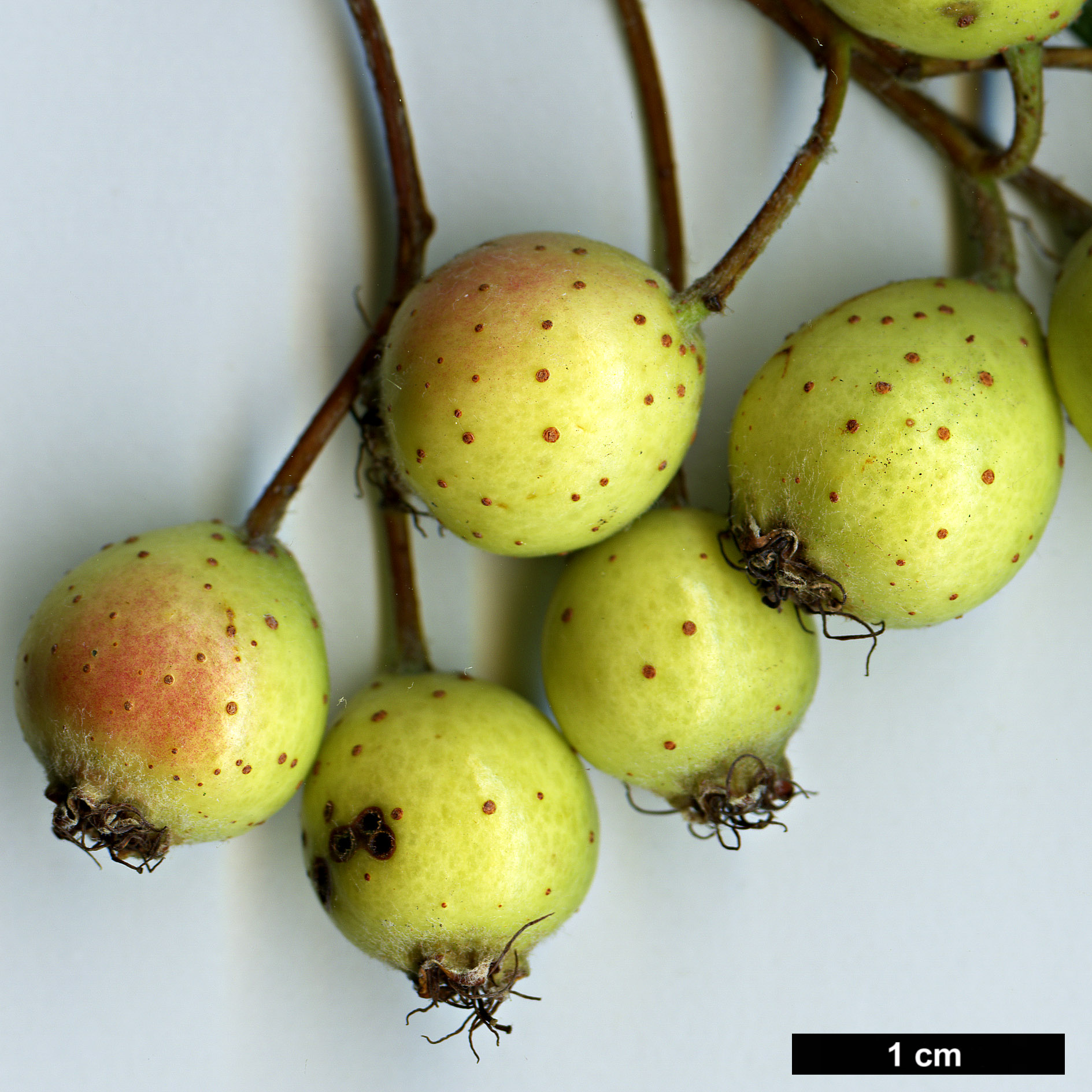 High resolution image: Family: Rosaceae - Genus: Sorbus - Taxon: ambrozyana